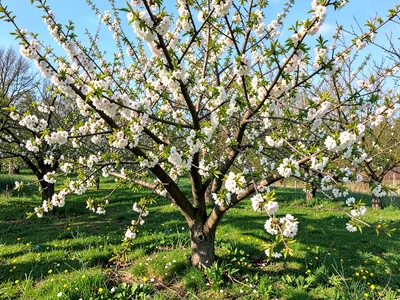 Orchard in bloom