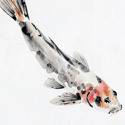 Close-up of a koi fish, one curving stroke of ink with pale tonal wash