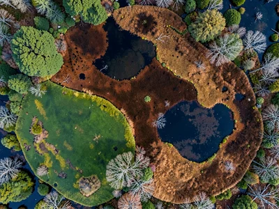 Palette of bog colors from green through rust through black