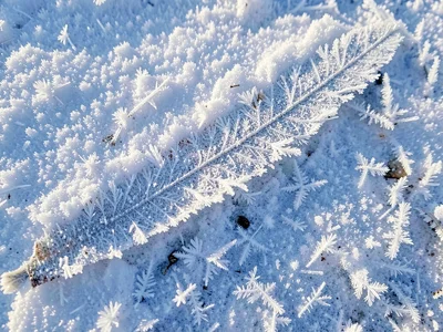 Single blade with complete frost coating