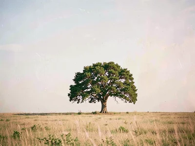 Lone tree on horizon