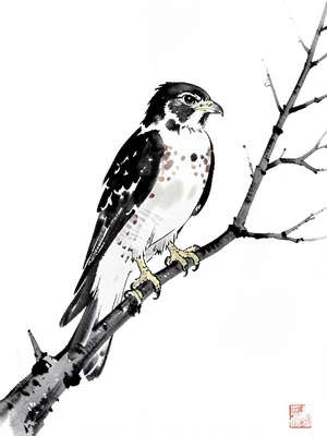 Hawk perched on a bare branch, eyes alert, heavy ink on light breast