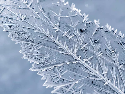 Rime ice coating showing directional growth toward wind source
