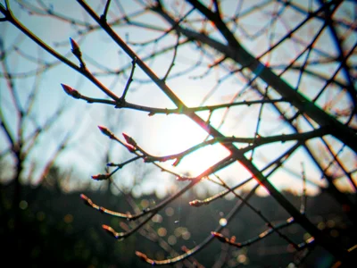 Backlit branch with rainbow edge