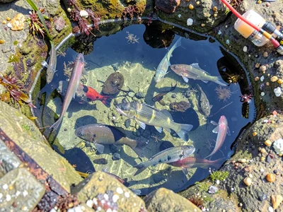 Multiple species in single pool view