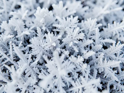 Dense hoarfrost creating white fur texture