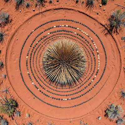 Single spinifex grass clump on red sand, aerial view — radial spike pattern from
