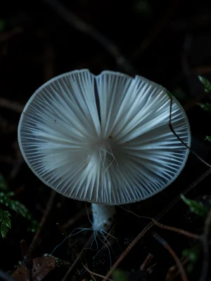 Ghost fungus gills from below in darkness — pale white radiating structure with 