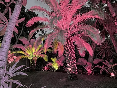 Tropical garden with infrared palm glow