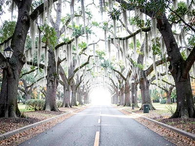 Avenue of oaks draped in Spanish moss, entire tunnel glowing white