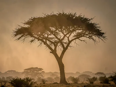 Single acacia silhouette against gradient of dust-filtered light