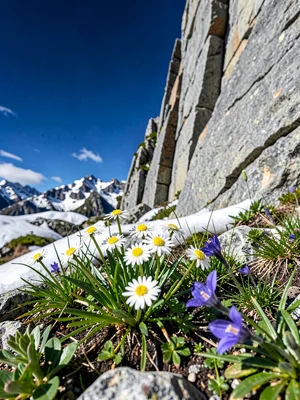 Edelweiss on limestone cliff