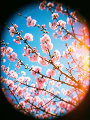 Cherry blossom branches against blue sky, the pink petals slightly blown out, ed