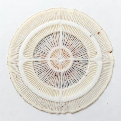 Russula spore print, cream-white deposit, very light but with unusually thick co