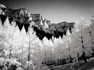 A mountain valley — conifer trees ghostly white-silver, rocky ridgeline black ag