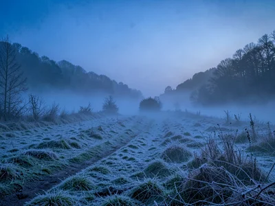 Field edge where frost meets fog creating transition