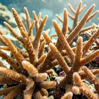 fan coral fronds in clear water, structural macro composition