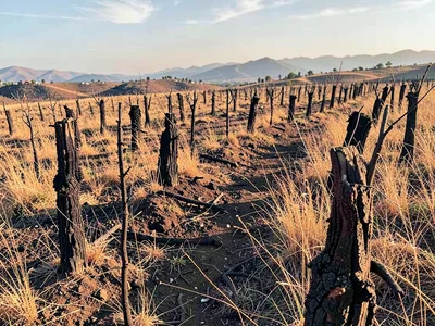 Burned stumps surrounded by waist-high recovery