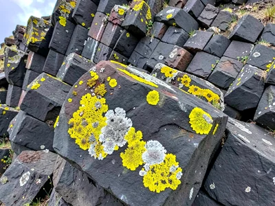Lichen on basalt creating color on geometry