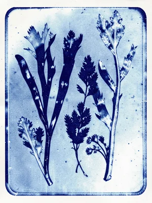 Pressed seaweed specimens