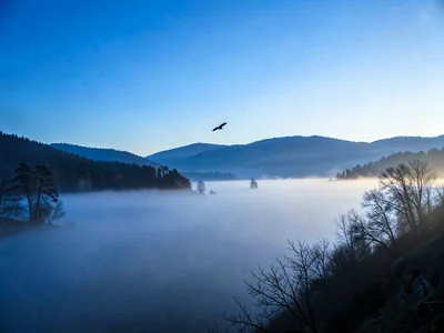 Bird flying above fog surface against clear sky