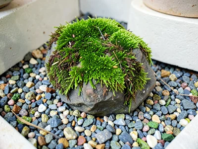A moss-covered rock emerging from raked gravel, green intense against pale stone