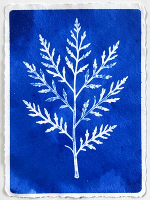 Seaweed cyanotype, delicate branching fronds in white with slightly blue translu