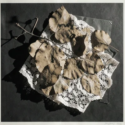 A collection of lace and dried leaves — layered transparency in overlapping shad