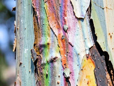 Eucalyptus bark shedding rainbow