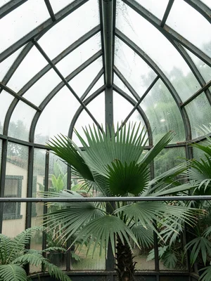 Traveller Palm Fan Against Glass