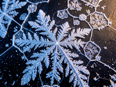 Frost flowers on sea ice, delicate ice crystal rosettes growing on new thin ice,
