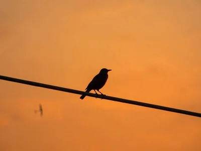 Single crow on telephone wire against orange sunset, punctuation mark on the hor