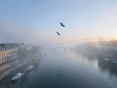 Bird flying above fog at clear upper level