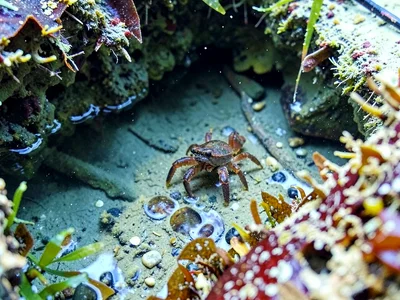 Hermit crab moving through pool terrain