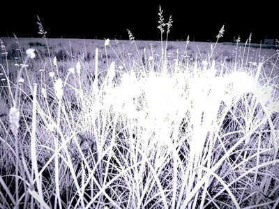 Meadow where grass glows bright white
