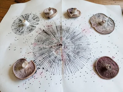 Multiple spore prints in progress, fresh caps placed gill-down on paper, overnig