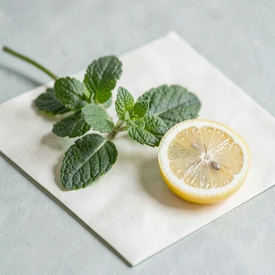 botanical study of a sprig of mint and a slice of lemon on cream paper, soft sag