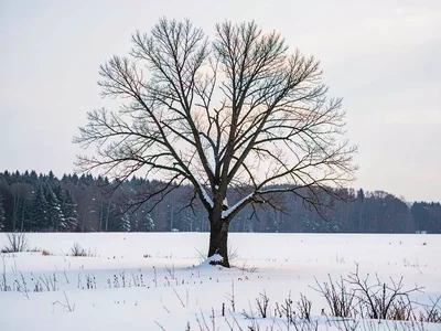 Single tree in snow field