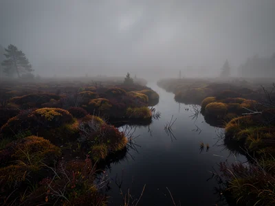 Moor fog — low mist sitting above the heather, dark foreground plants, grey obsc