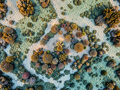 A coral reef in shallow clear water, the patterns of brain coral, staghorn, and 