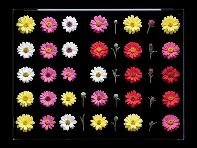 Pressed flowers arranged on scanner glass, backlit flat specimens in a grid, pur