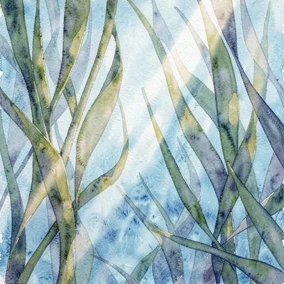 through a curtain of kelp swaying in clear cold water, slats of pale sunlight cu