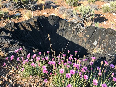 Black fire scar with pink wildflowers in foreground