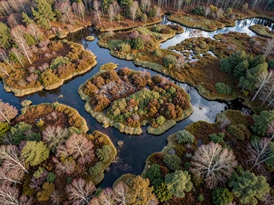 Mixed bog showing all stages of succession in one frame