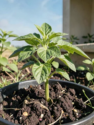 Plant solarized