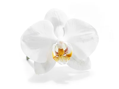 White orchid subtle rendering