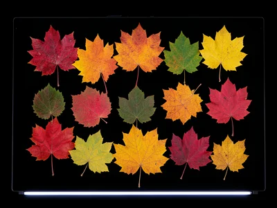 Scanner capture of autumn leaves in full color gradient, detailed flat arrangeme