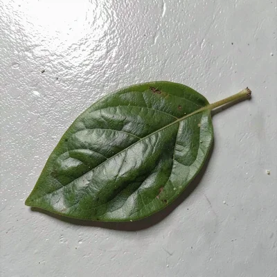 Single leaf on surface