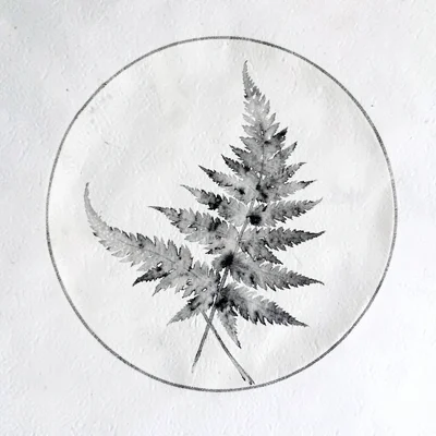 Gouache plate of a fern frond unfurling, soft graphite outline