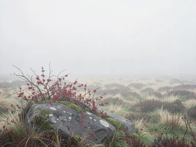 Bent rowan over a low boulder, berries muted to dusty red, the surrounding moor